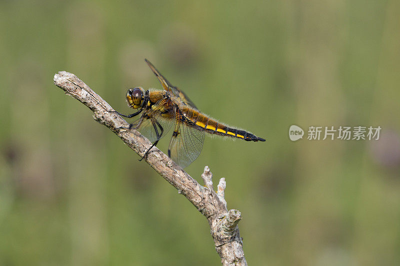 四斑蜻蜓(Libellula quadrimaculata)